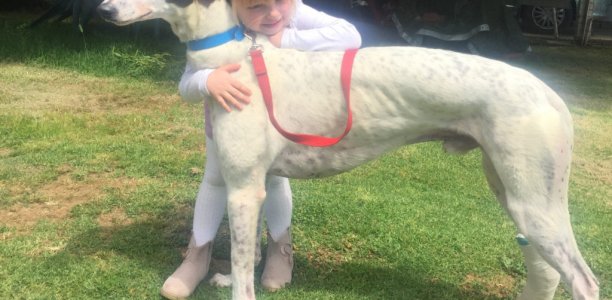 From backyard pet to straight track star