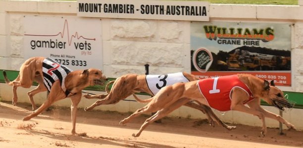 Zarbo too zippy in Mount Gambier Cup