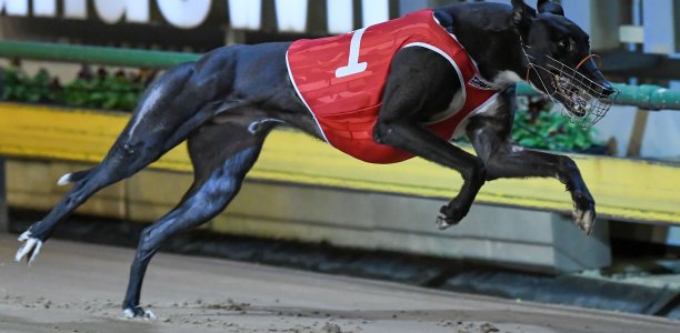 Cup Night Match Race: Trainers have their say