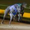 Rambo raids Sandown Cup riches