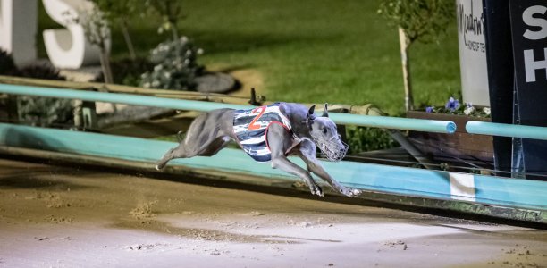 Langton ‘Black and Blue’ in St Leger
