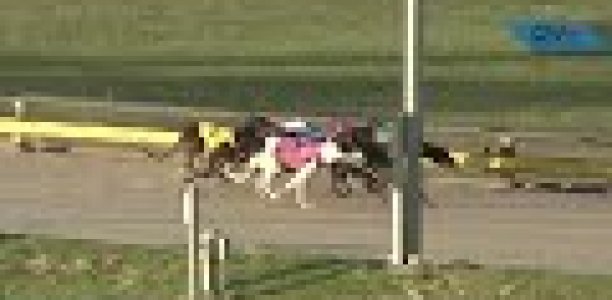 A Cranbourne Classic ‘crown’ awaits ‘Queen Qwara’
