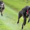 Waterloo Cup: And then there were eight…
