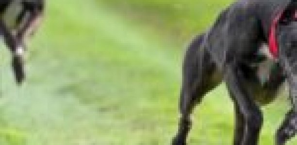 Waterloo Cup: And then there were eight…