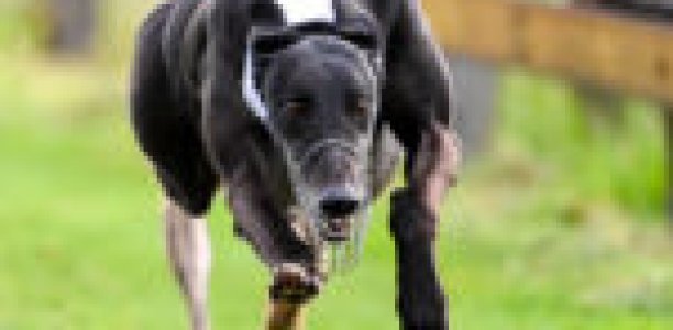 Billy conquers all comers in Waterloo Cup